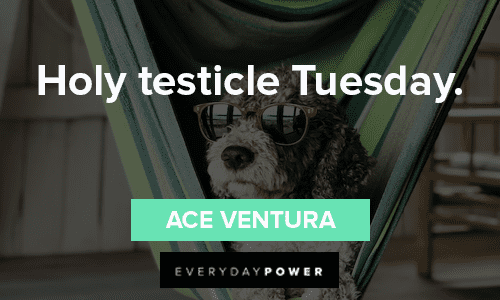 Ace Ventura Quotes About Tuesday